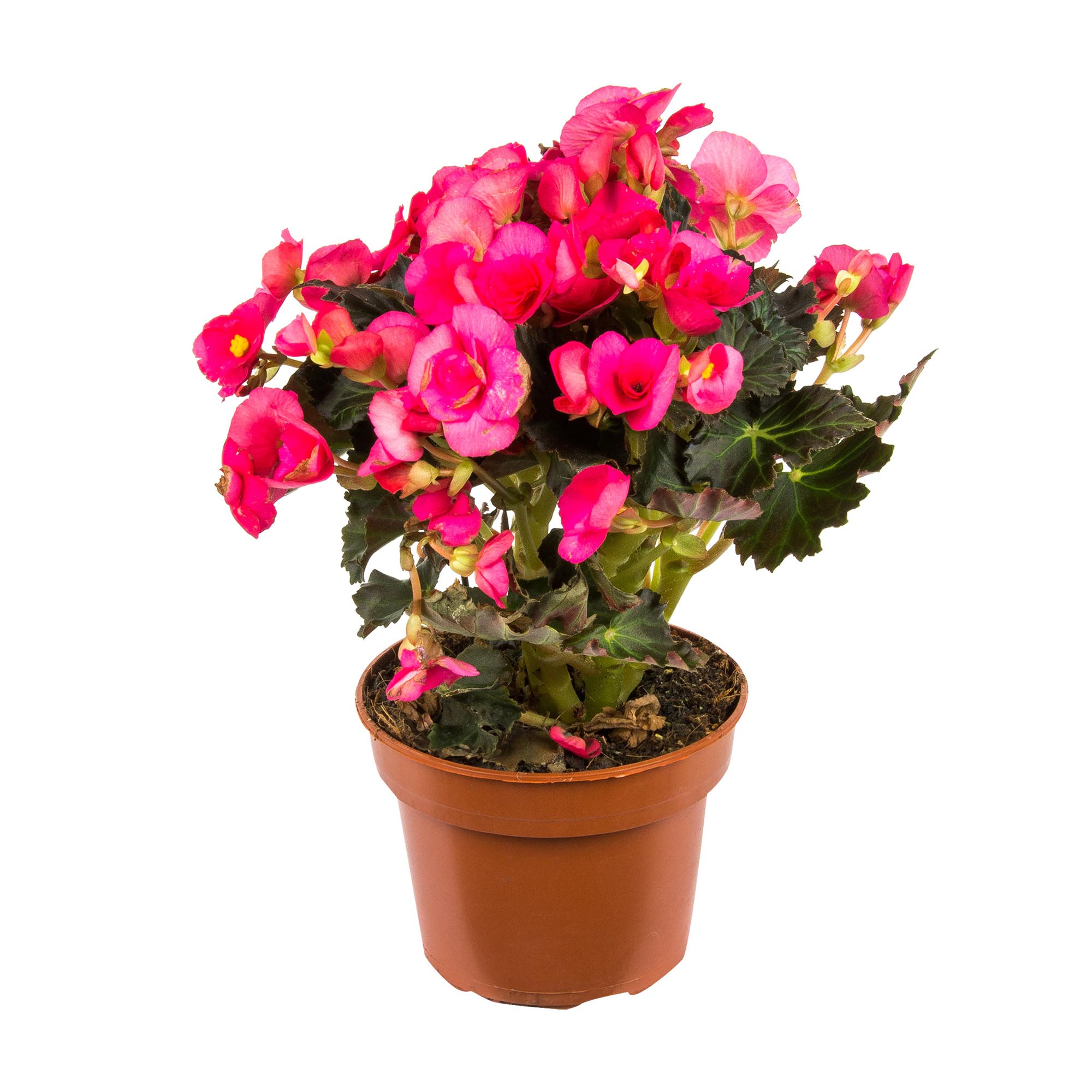 Бегония Begonia el adonia pink h25 см d14 см