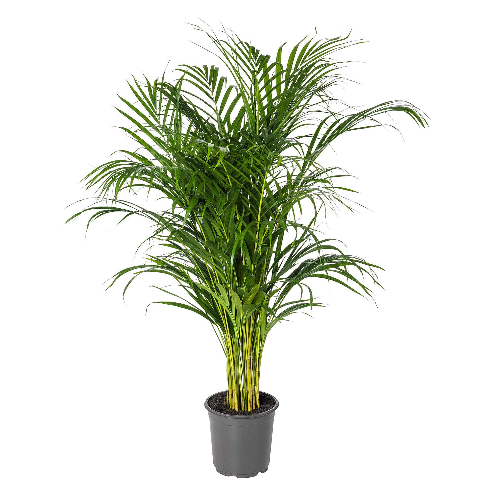 

Цветок Дипсис Orangery Lutesc h150 см d24 см