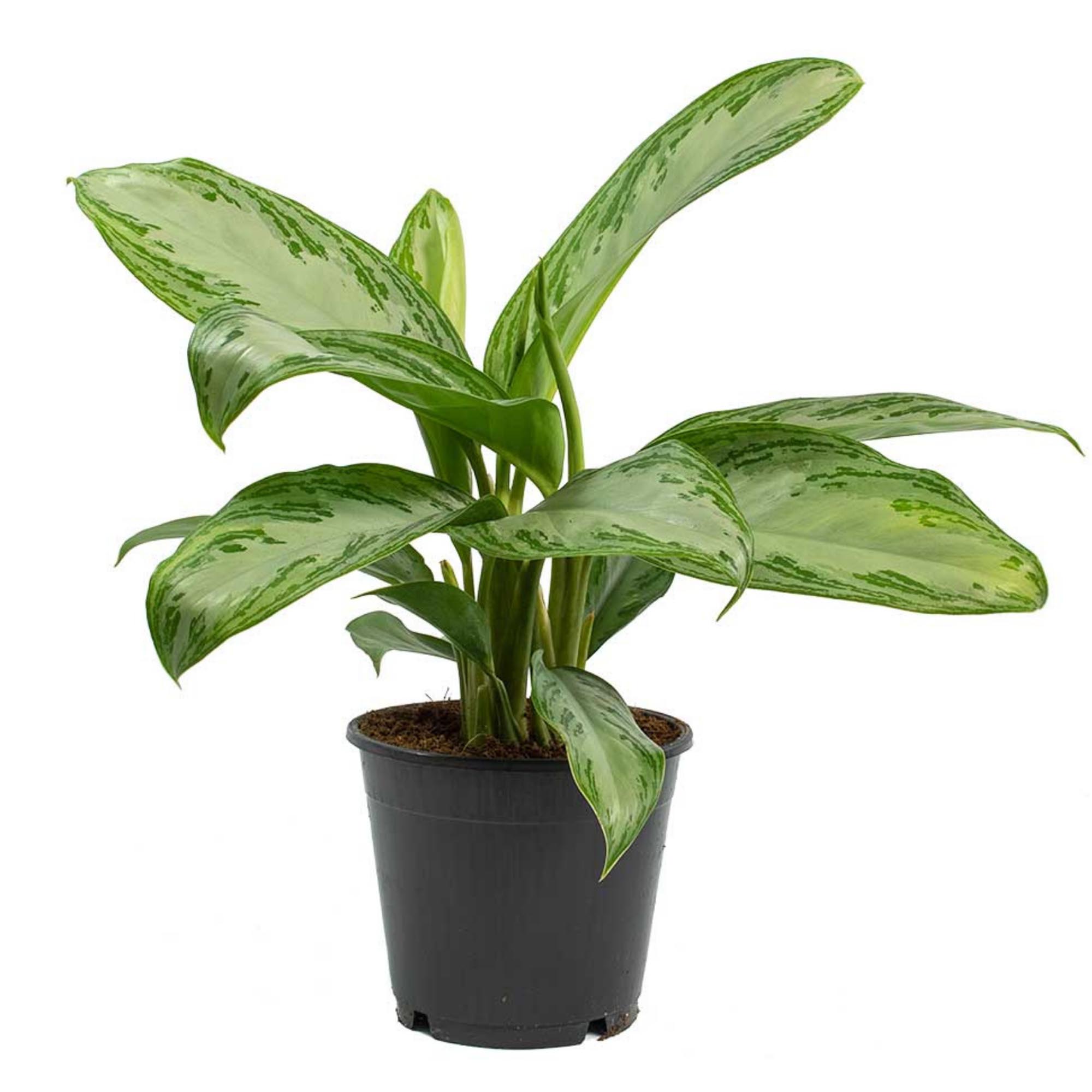 Аглаонема Aglaonema silver bay h50 см d19 см