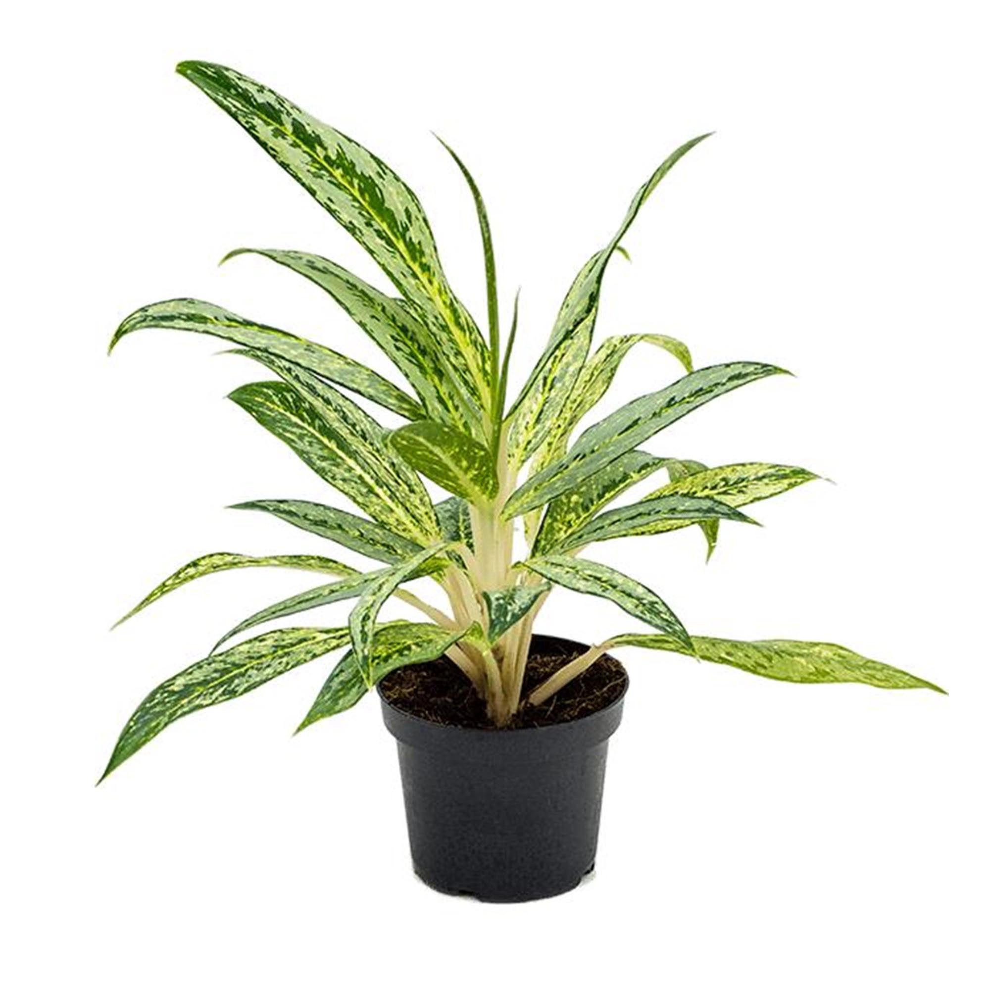 Аглаонема Aglaonema matcha lemon h35 см d12 см