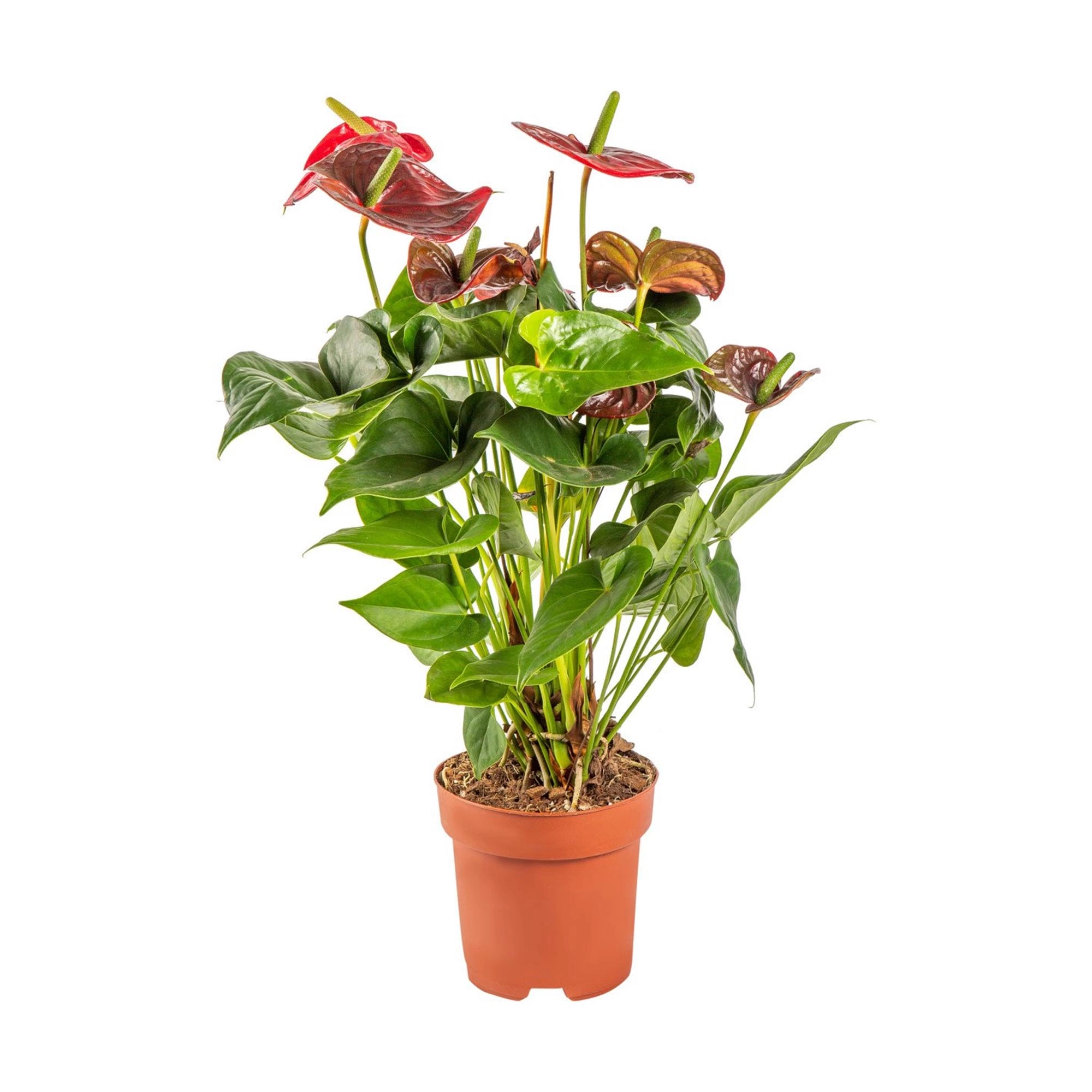 Антуриум Anthurium Andreanum sempre h60 см d17 см