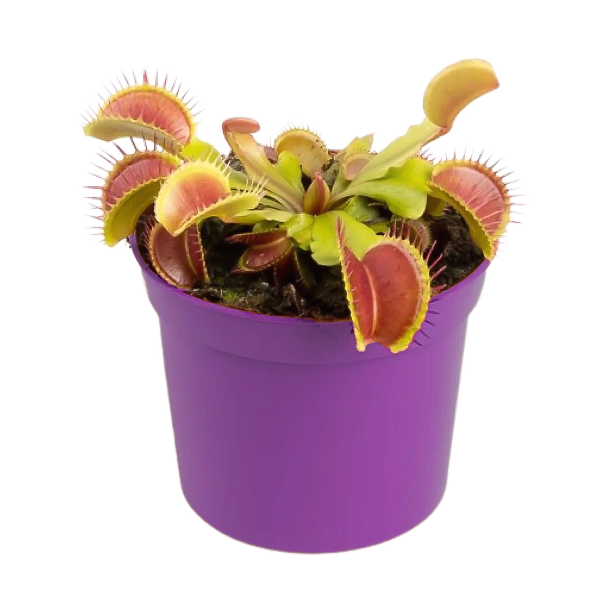 

Цветок Дионея Orangery Dionaea muscipula h15 см d9