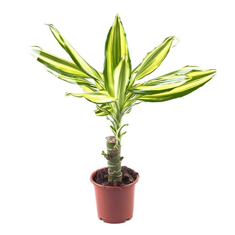 Цветок Драцена Orangery Yellow coast h35 см d11 см