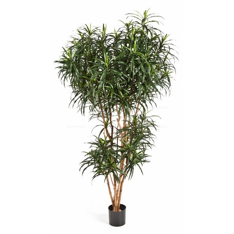 Цветок Драцена Orangery Reflexa anita h110 см d24 см