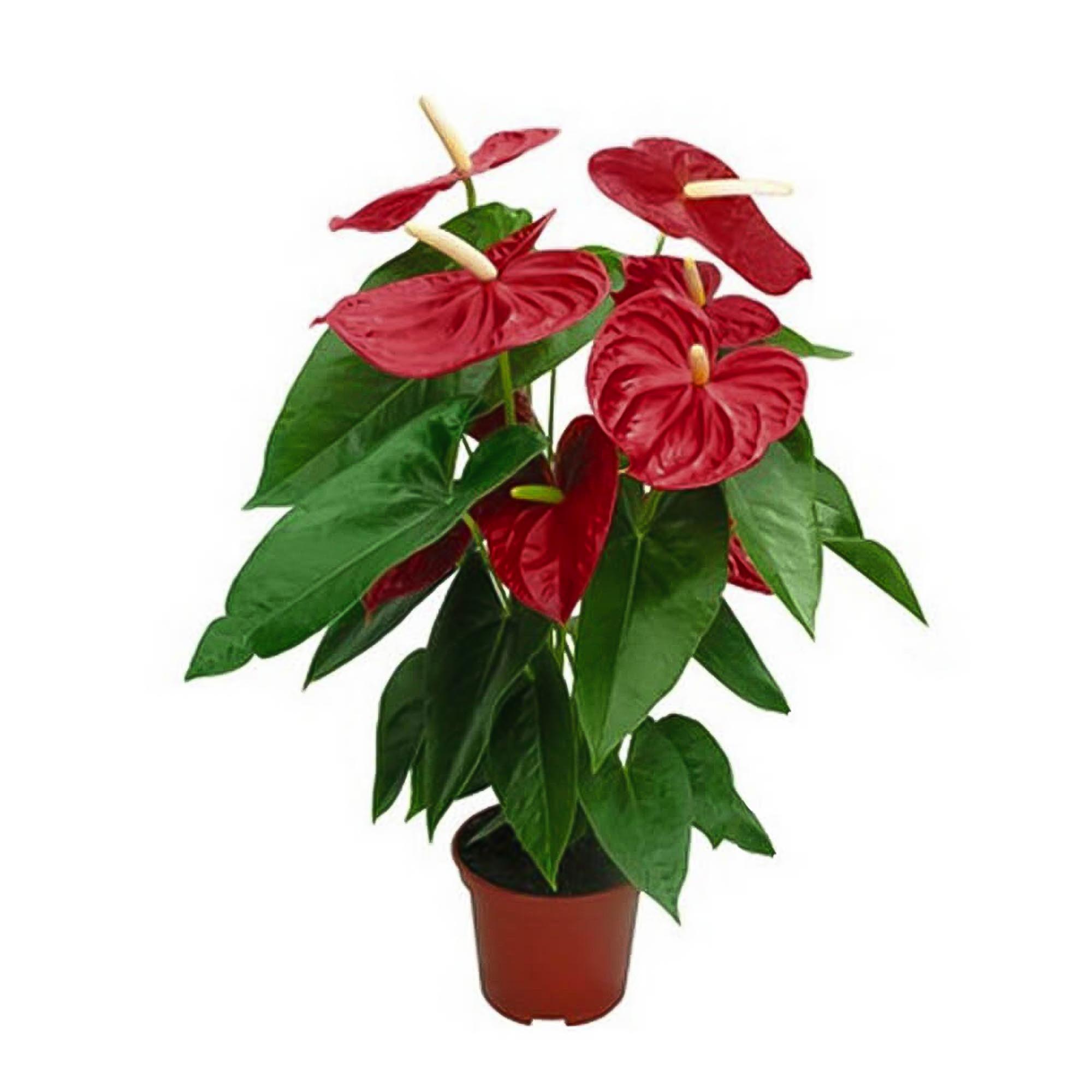 

Антуриум Anthurium Andreanum red couture h40 см d12 см