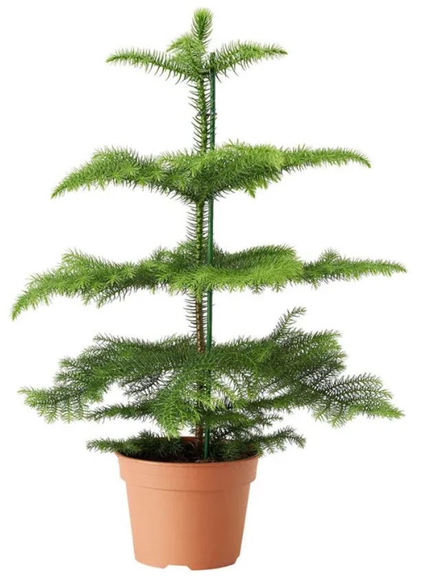 Араукария h35 см d12 см