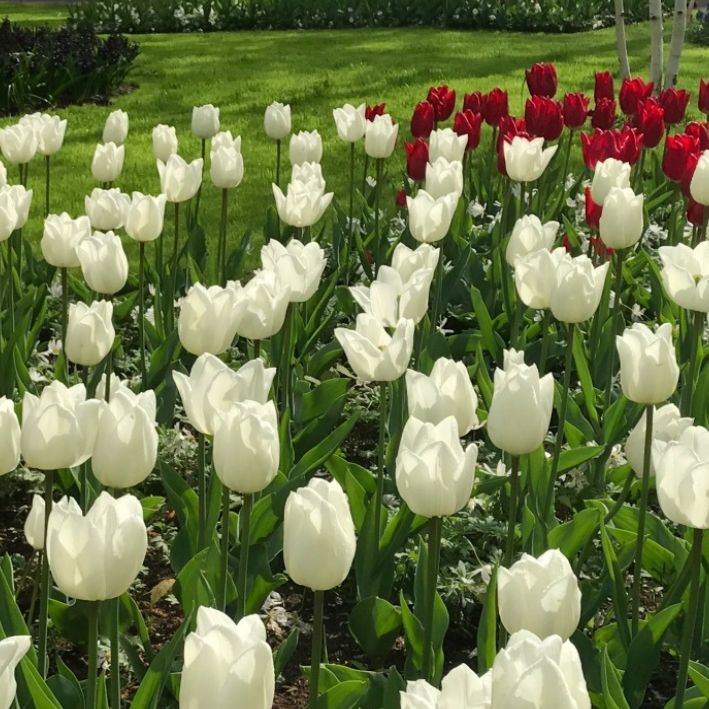 

Луковицы тюльпан White Marvel Chipollino-flowers 1284 10 шт.