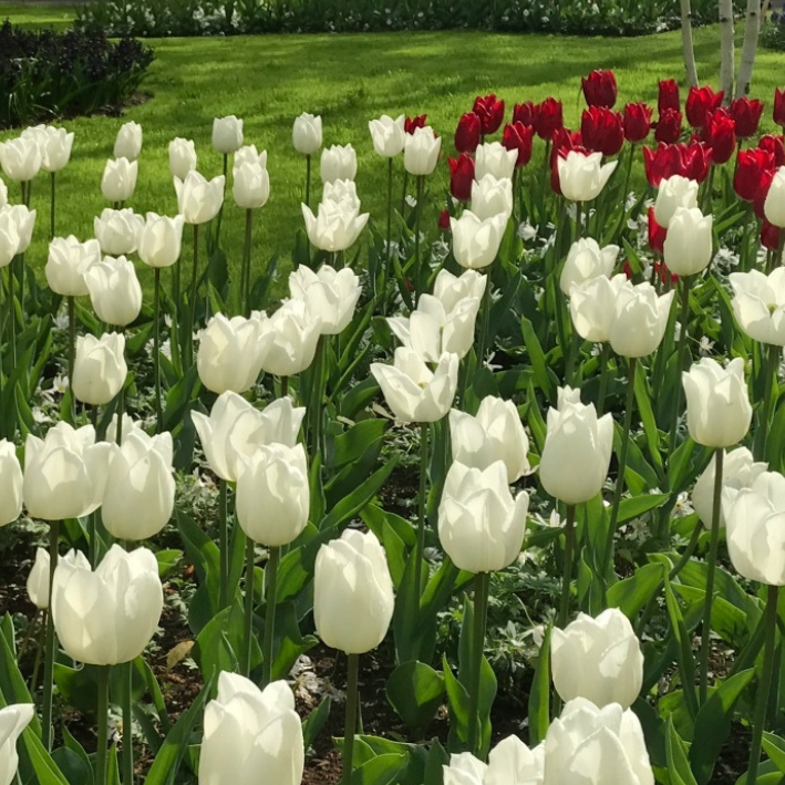 

Луковицы тюльпан White Marvel Chipollino-flowers 1283 5 шт.