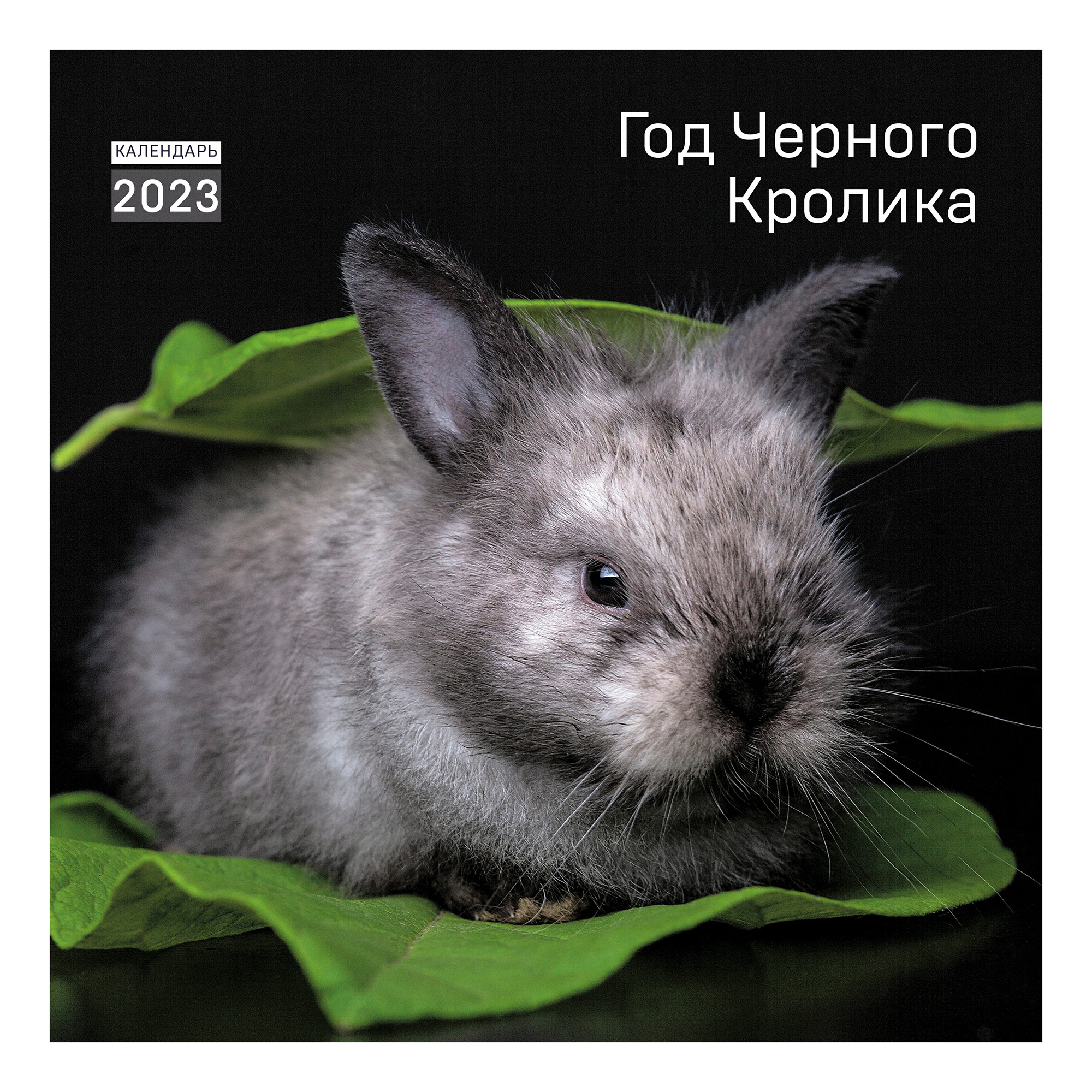 Год кролика 2023