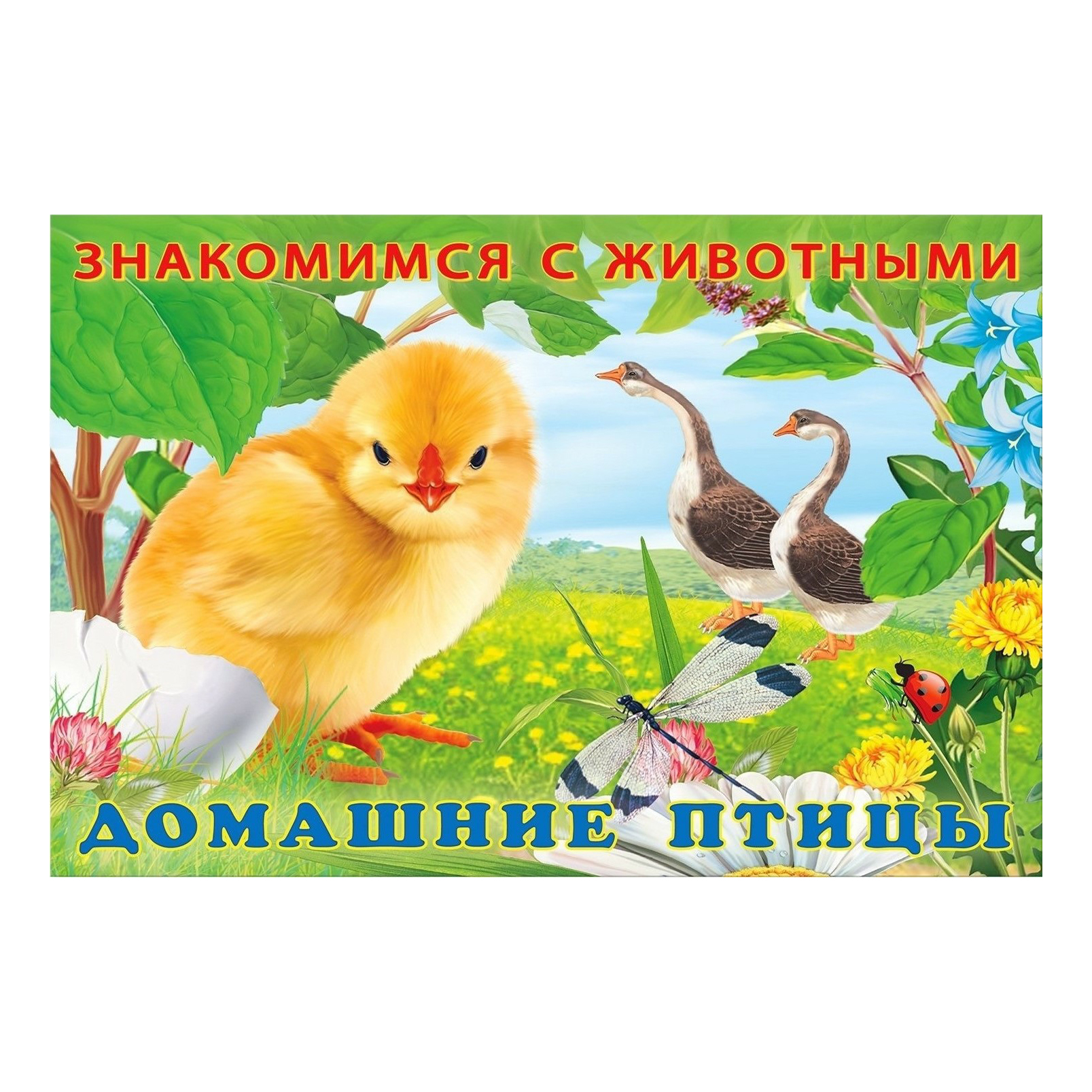 

Знакомимся с животными Домашние птицы