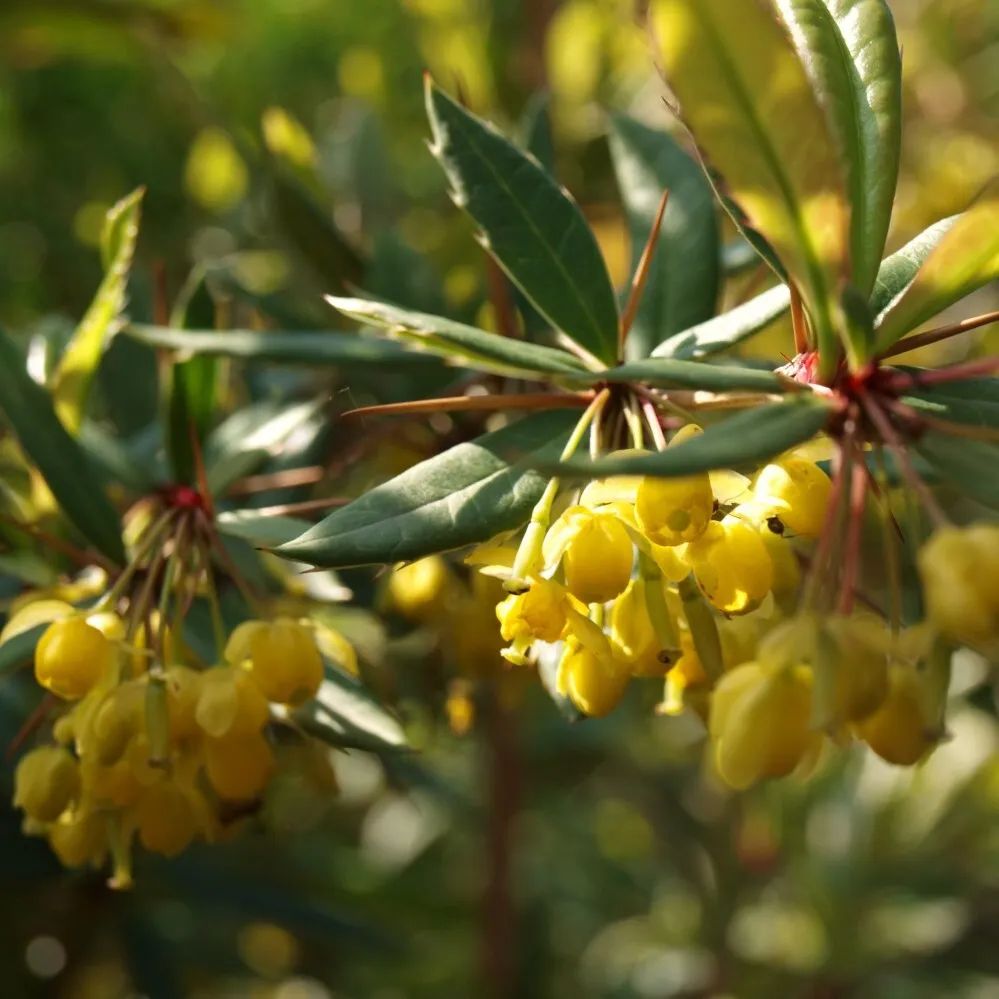 барбарис юлианы дартс суперб. барбарис юлианы. барбарис юлианы кустарник. барбарис юлианы кустарник. барбарис вечнозеленый юлиана.