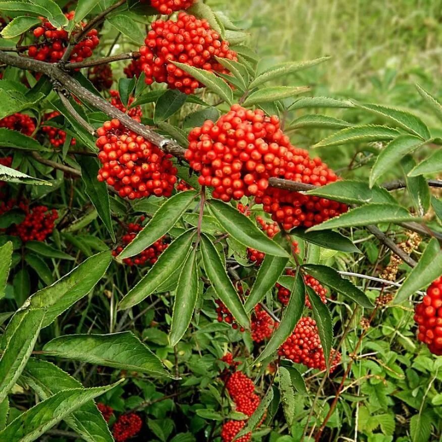 Семена Орешка Бузина красная 30 шт.