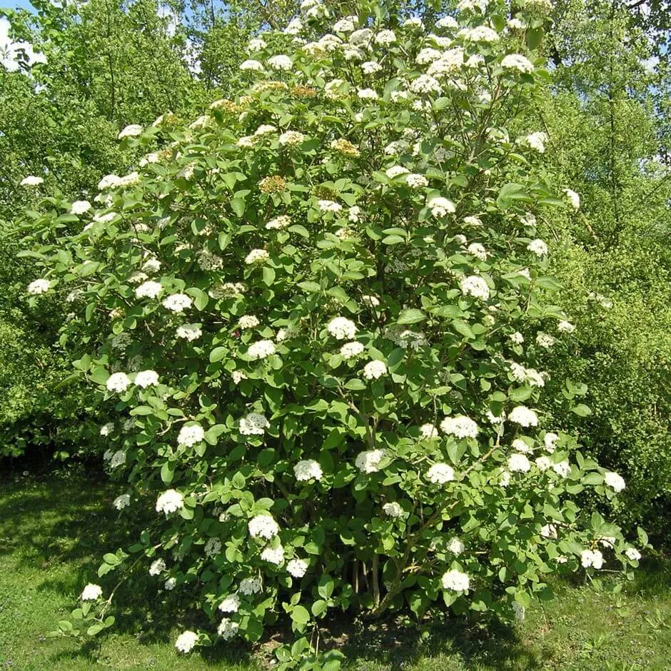 

Семена Орешка Калина Гордовина 30 шт.