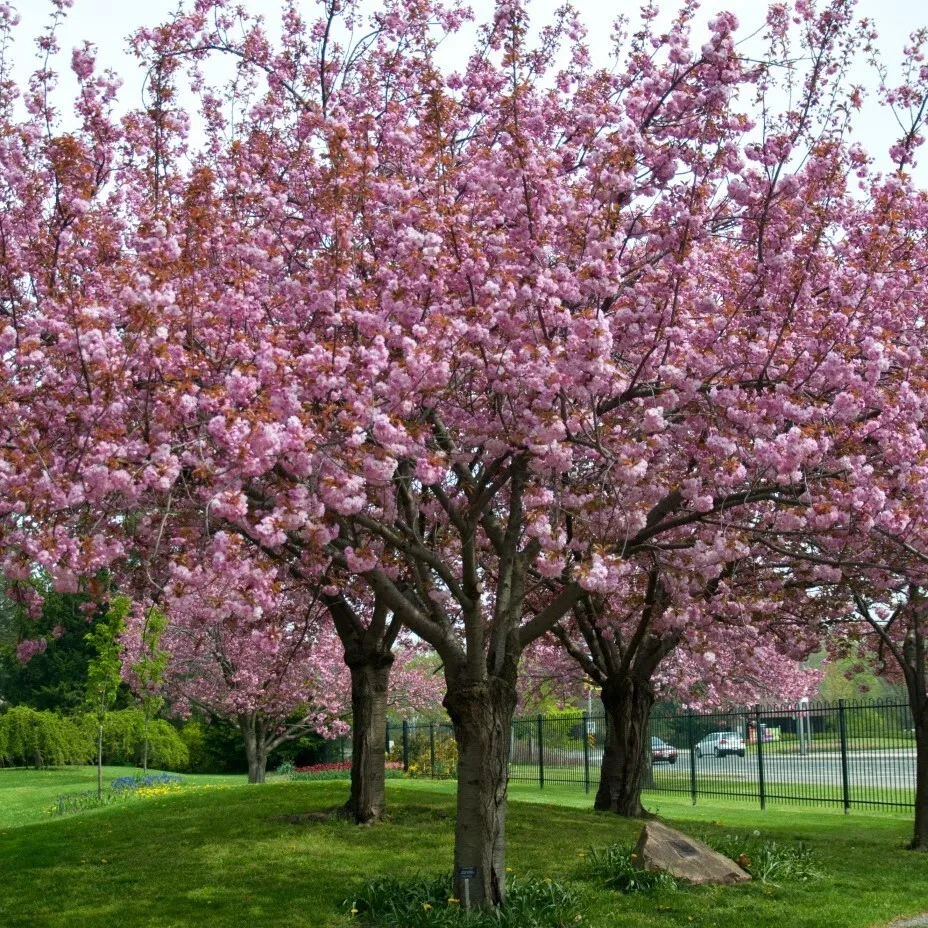 Семена Орешка Сакура вишня мелкопильчатая 10 шт.