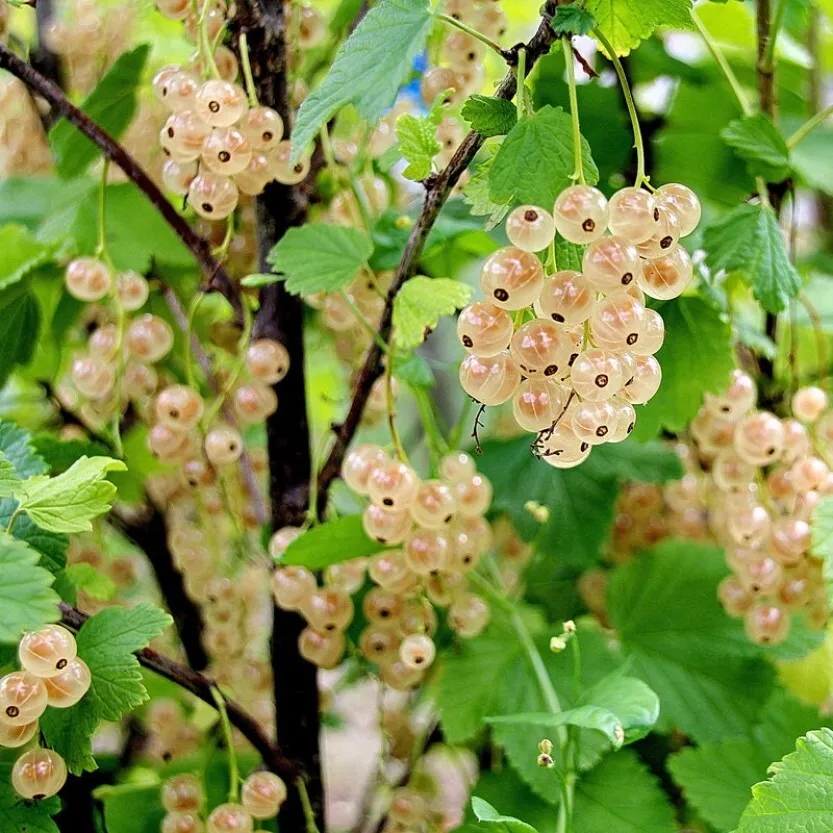 

Семена Орешка Смородина белая 15 шт.
