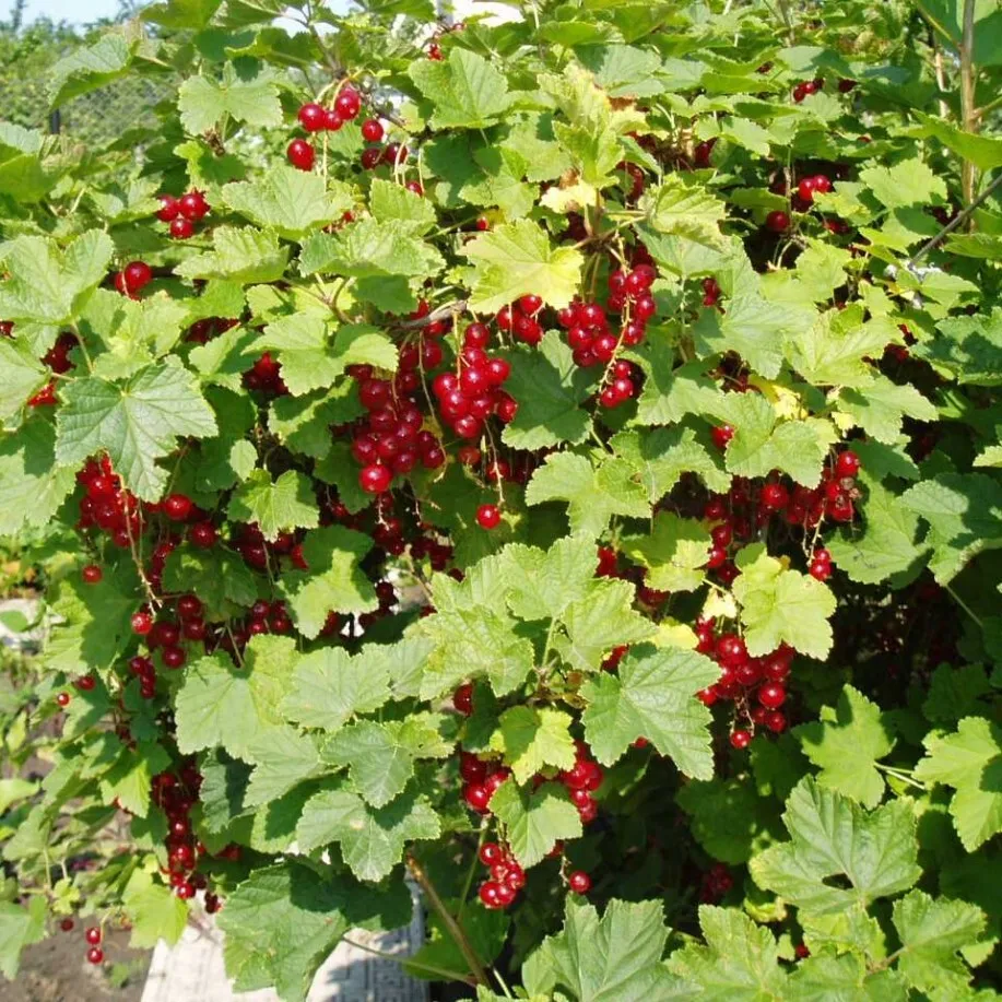 

Семена Орешка Смородина красная 15 шт.