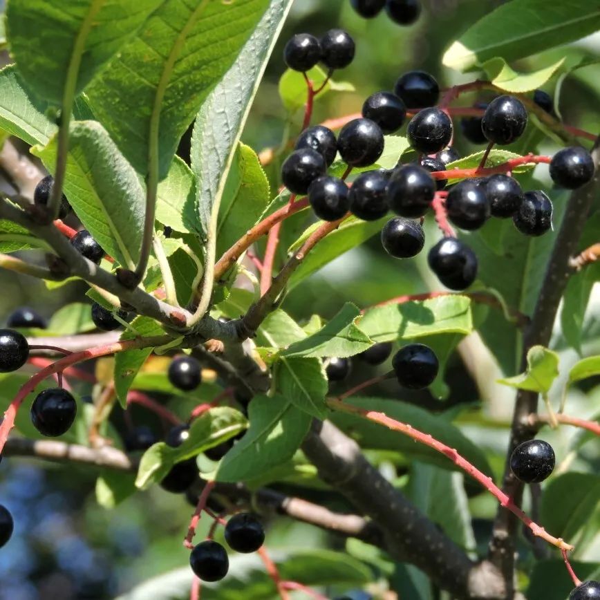 Семена Орешка Черемуха кистевая 10 шт.