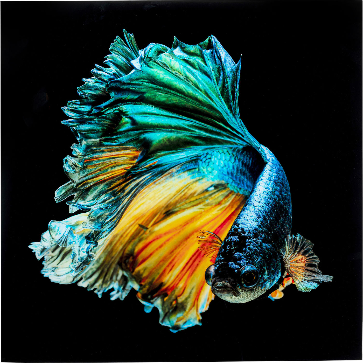 

Картина KARE Design коллекция Fish 100х100х0 см, Fish