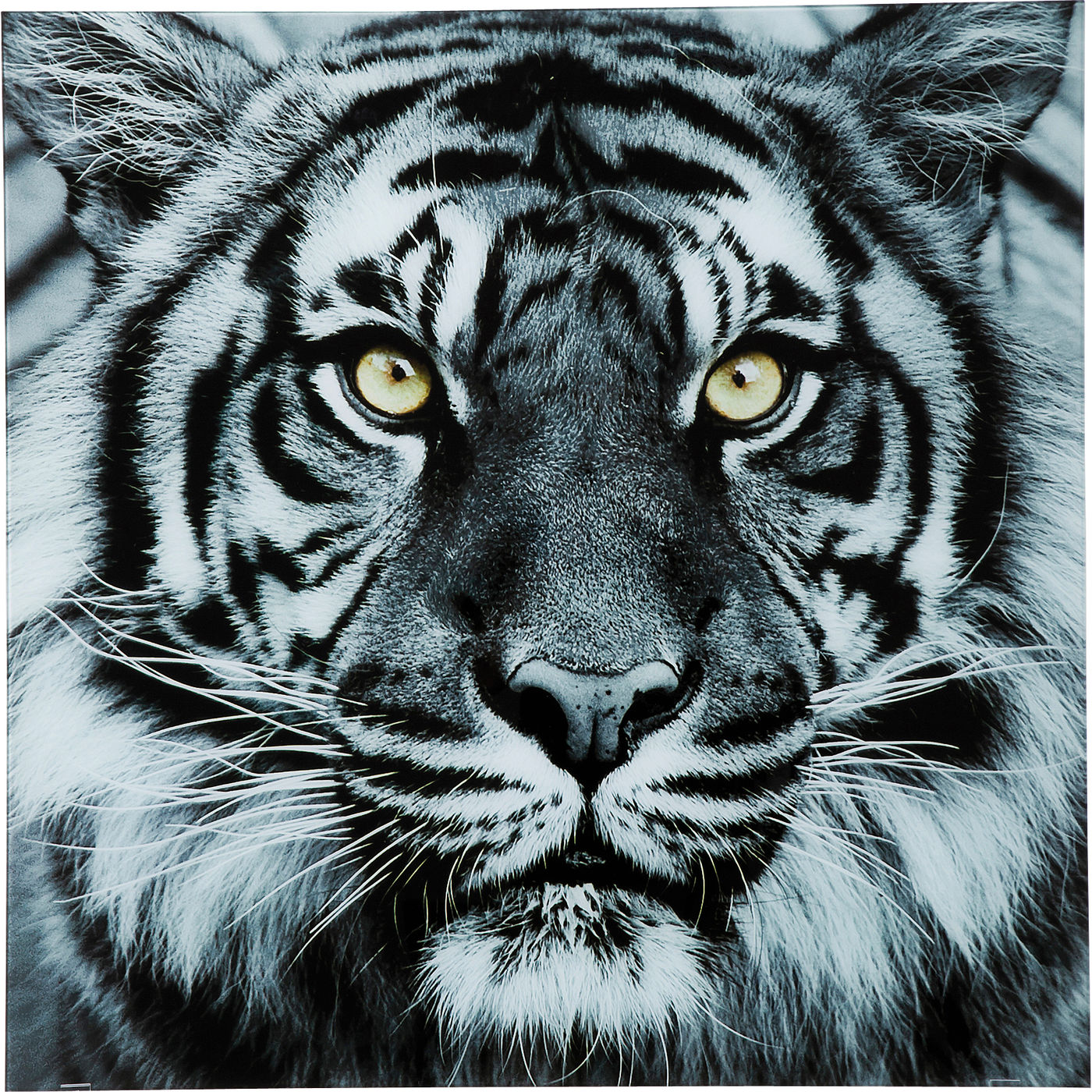 

Картина KARE Design коллекция Face Tiger 80х80х4 см, Face Tiger