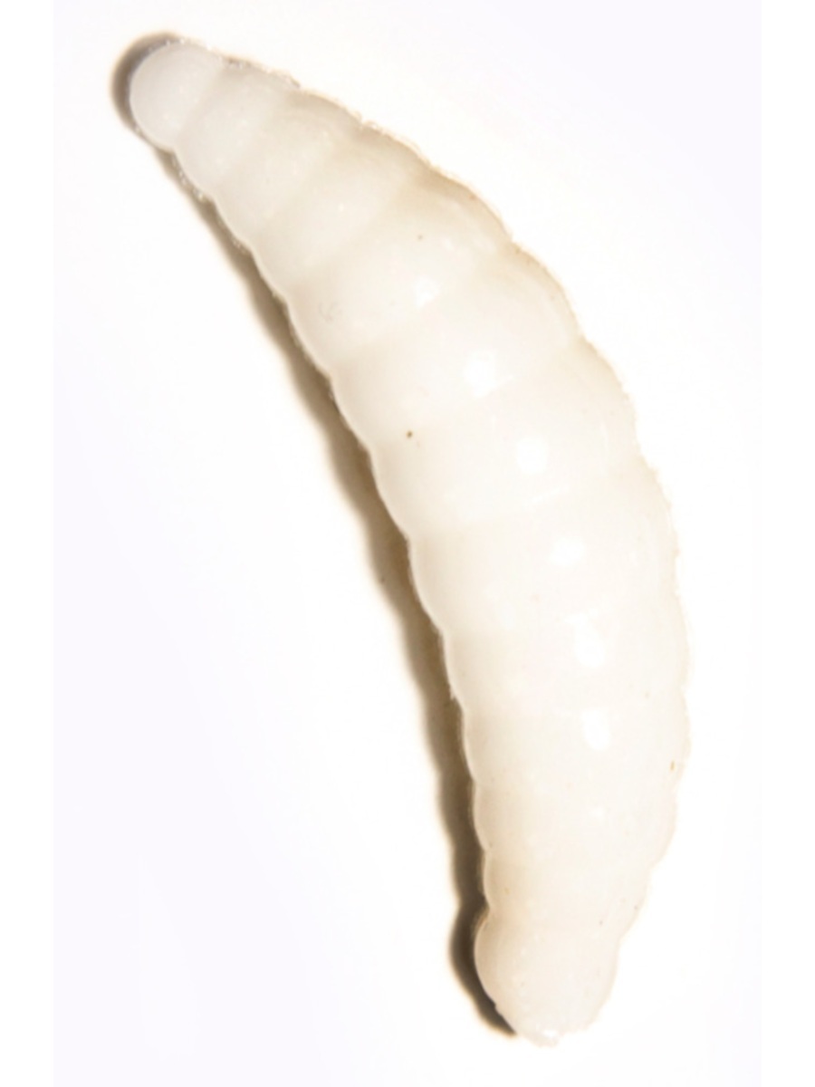

Силиконовая приманка TROUT BAIT в банке, MAGGOT 30, СЫР, COL. 1 светонакопительная