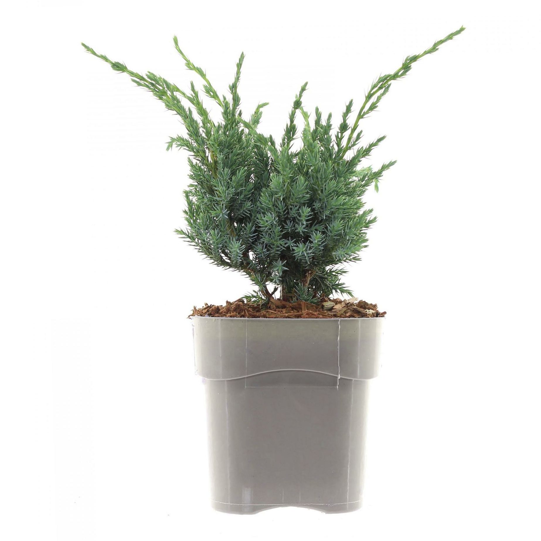 

Можжевельник Juniperus Meyeri h30 см d17 см