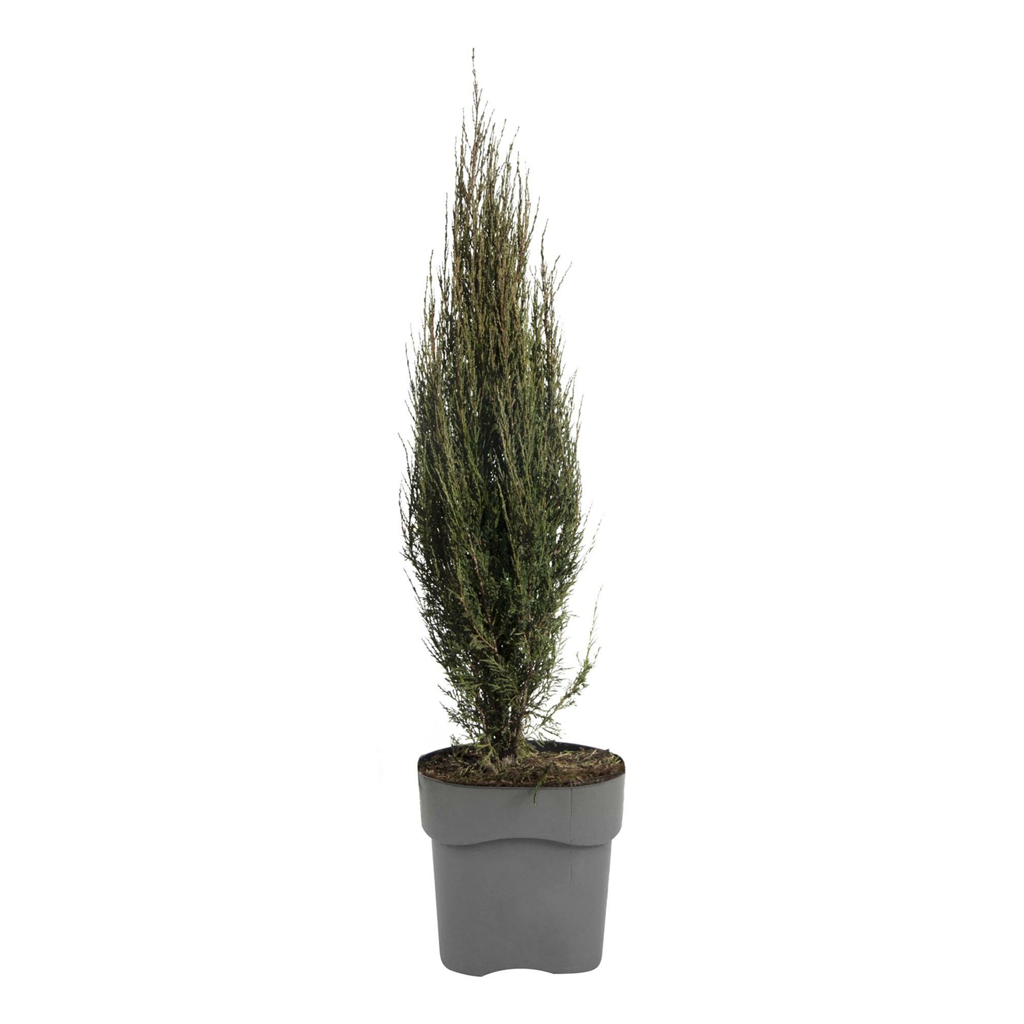

Можжевельник Juniperus Blue Arrow h35 см d17 см