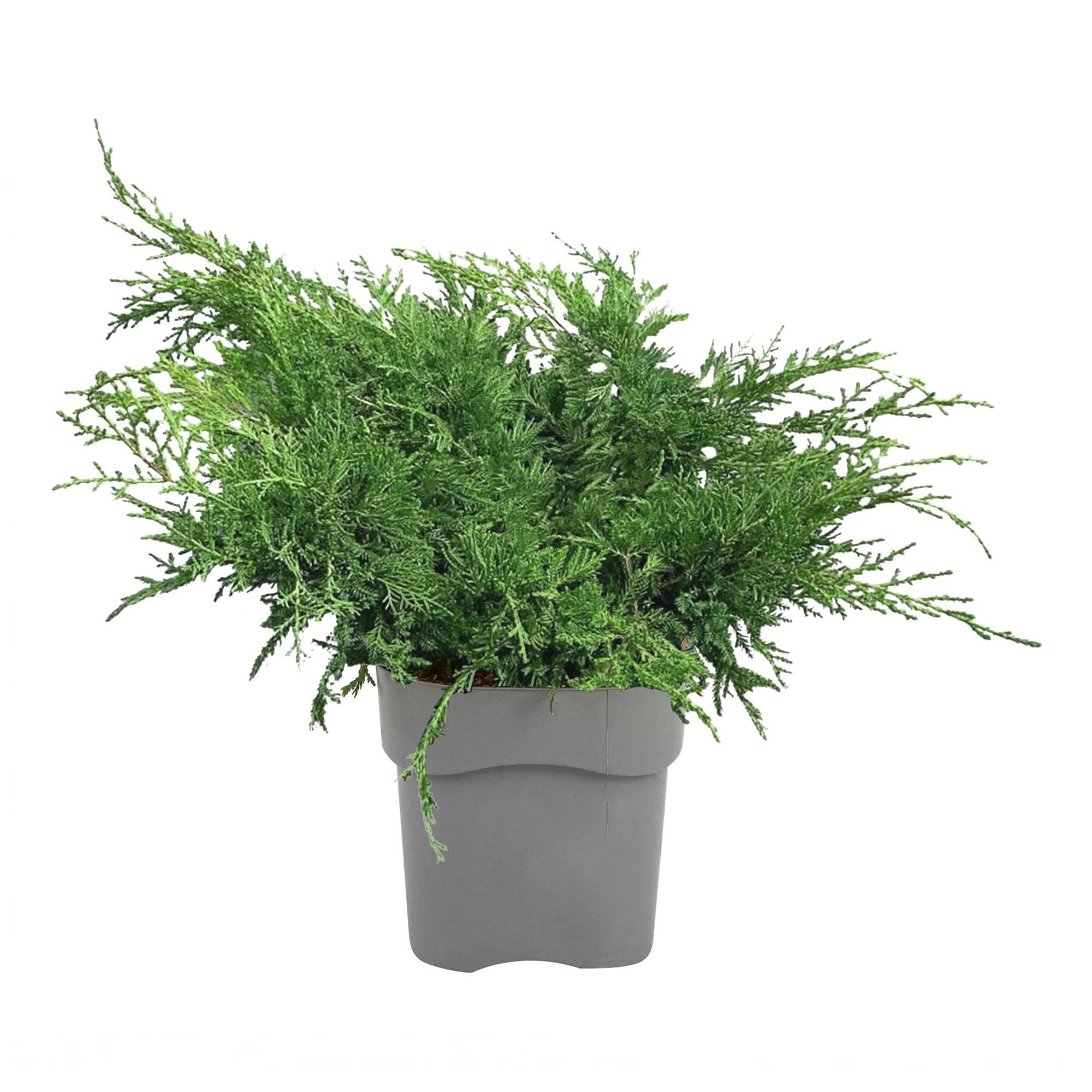 

Можжевельник Juniperus Mint Jul h35 см d17 см