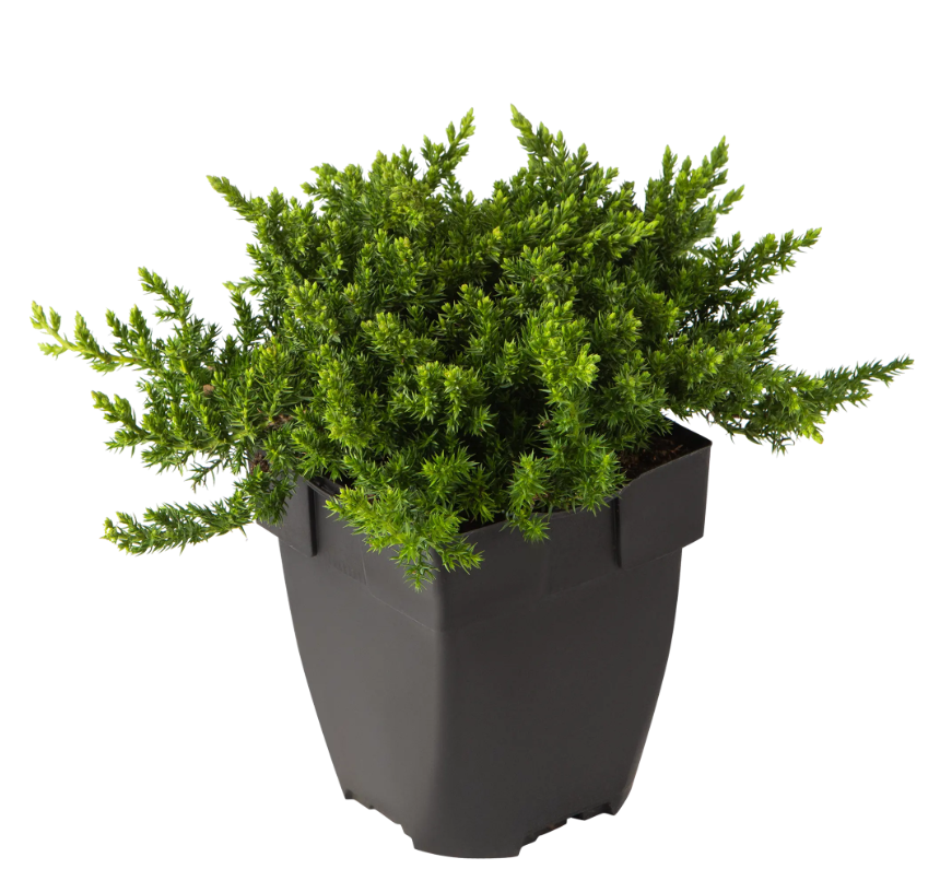 

Можжевельник Juniperus Proc Nana h25 см d17 см