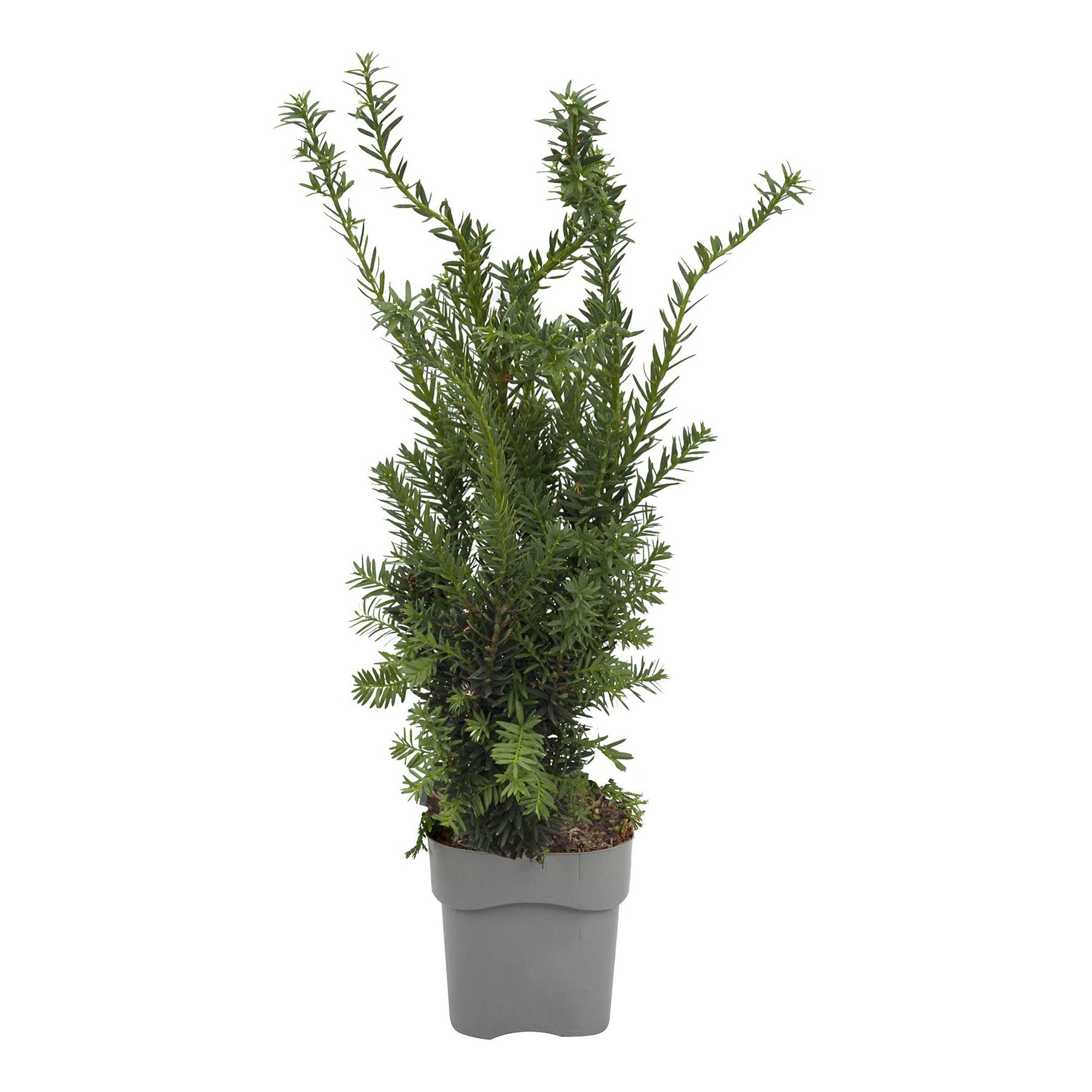 

Саженцы тис Taxus Media Hillii Orangery 1 шт.