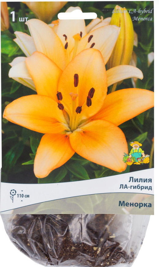 

Семена лилия Поиск Менорка 1 уп.