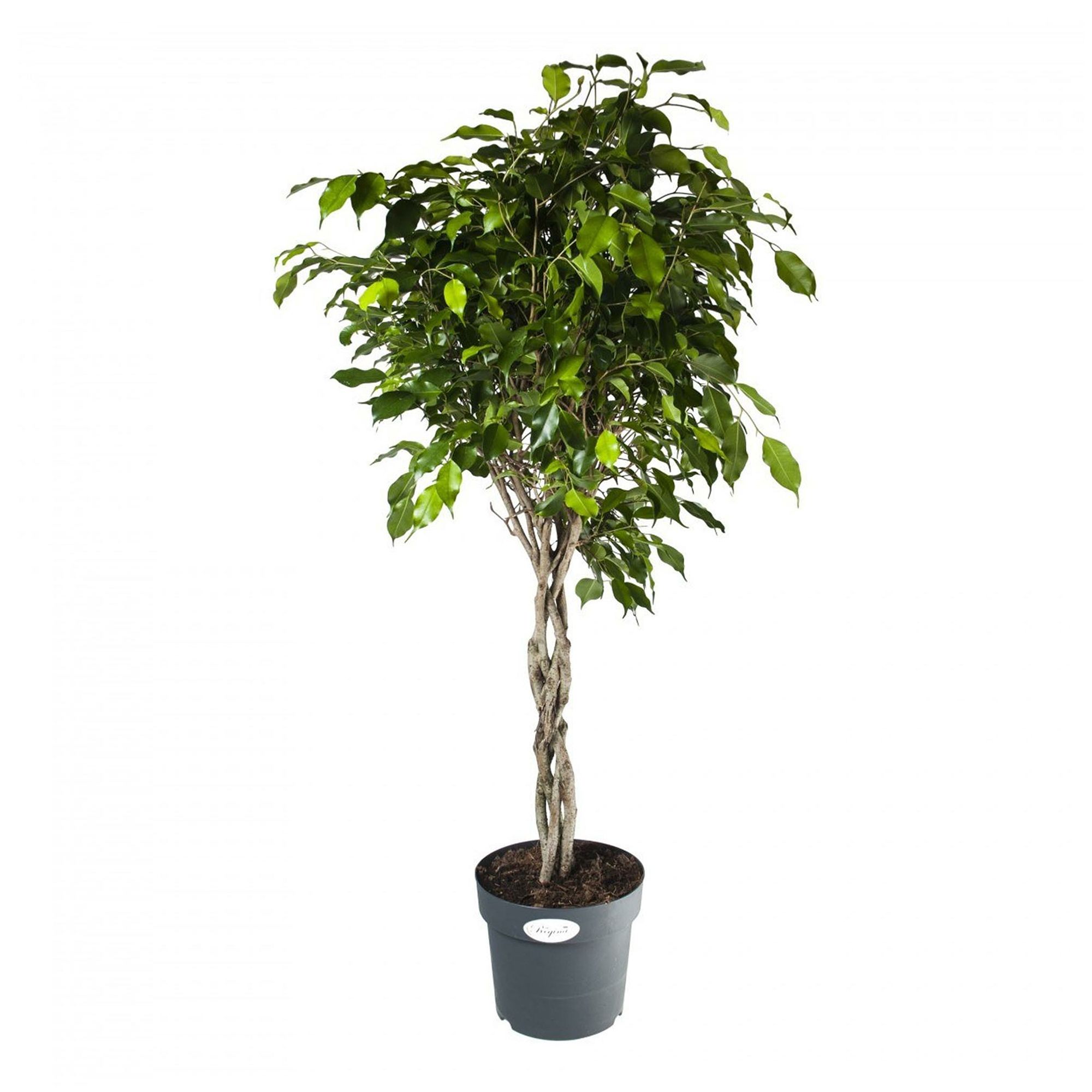 

Фикус Benjamina Exotica h100 см d24 см