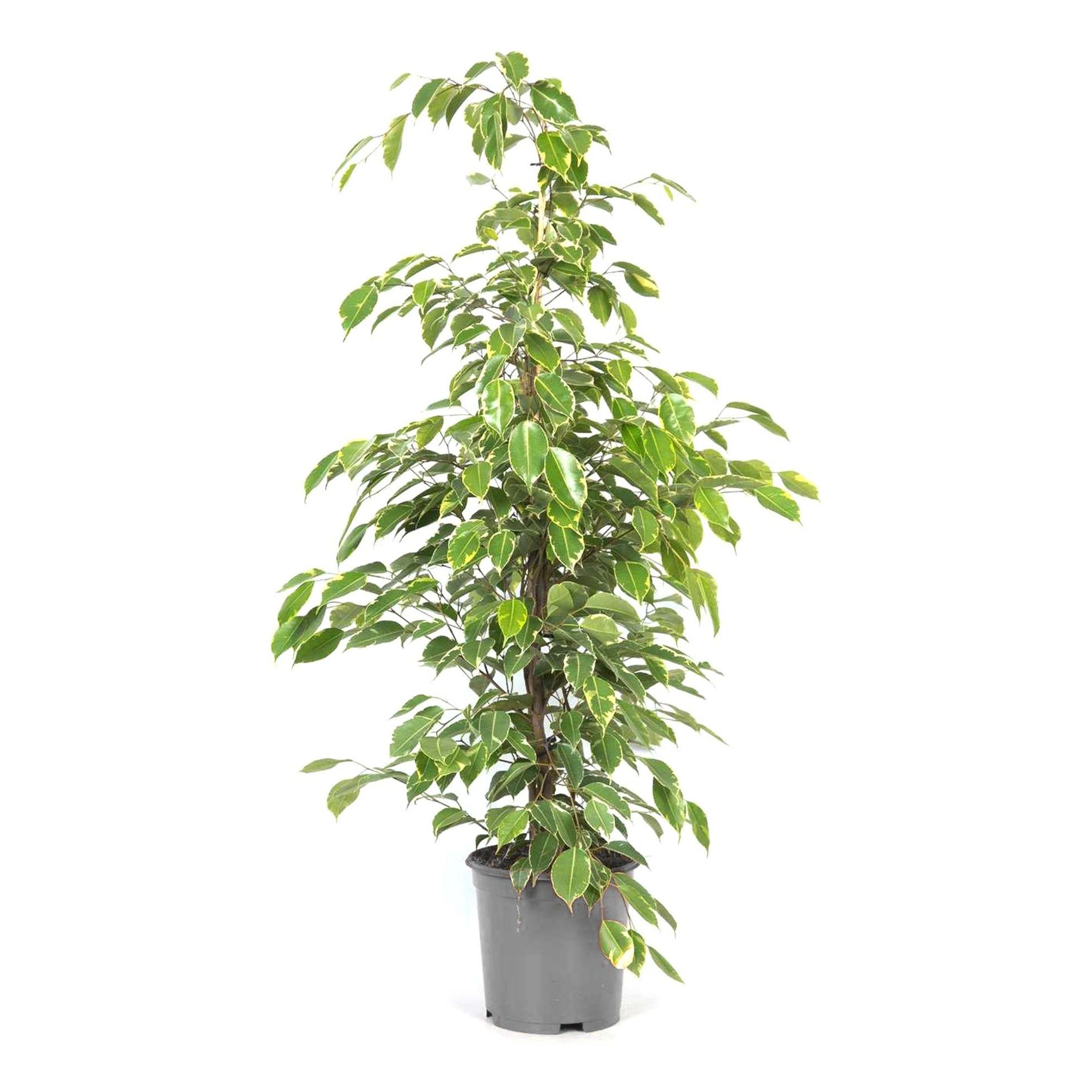 

Фикус Benjamina Danita h80 см d17 см