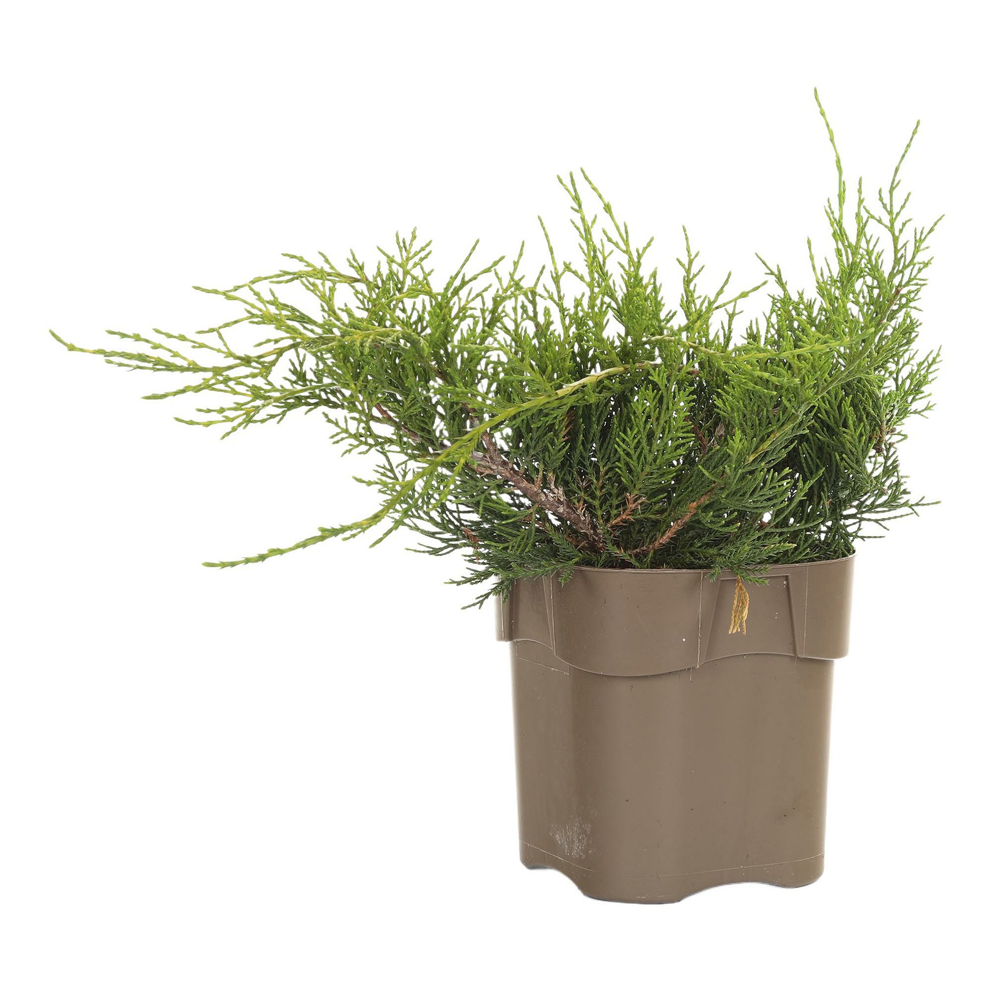 

Можжевельник Juniperus Old Gold h35 см d17 см