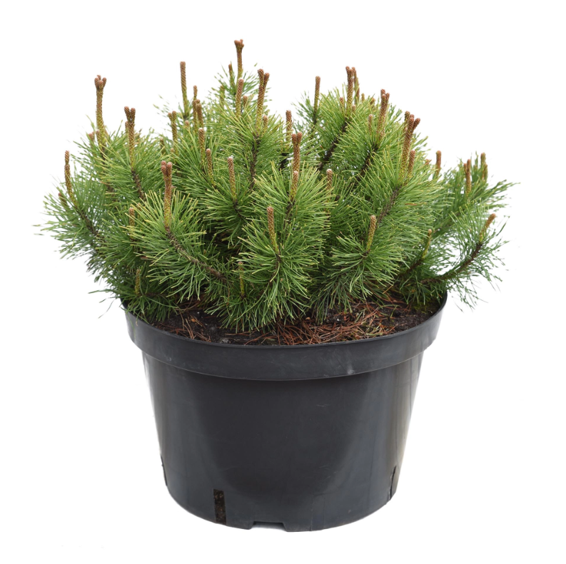 

Саженцы сосна Pinus Mugo Pumilo Orangery 1 шт.