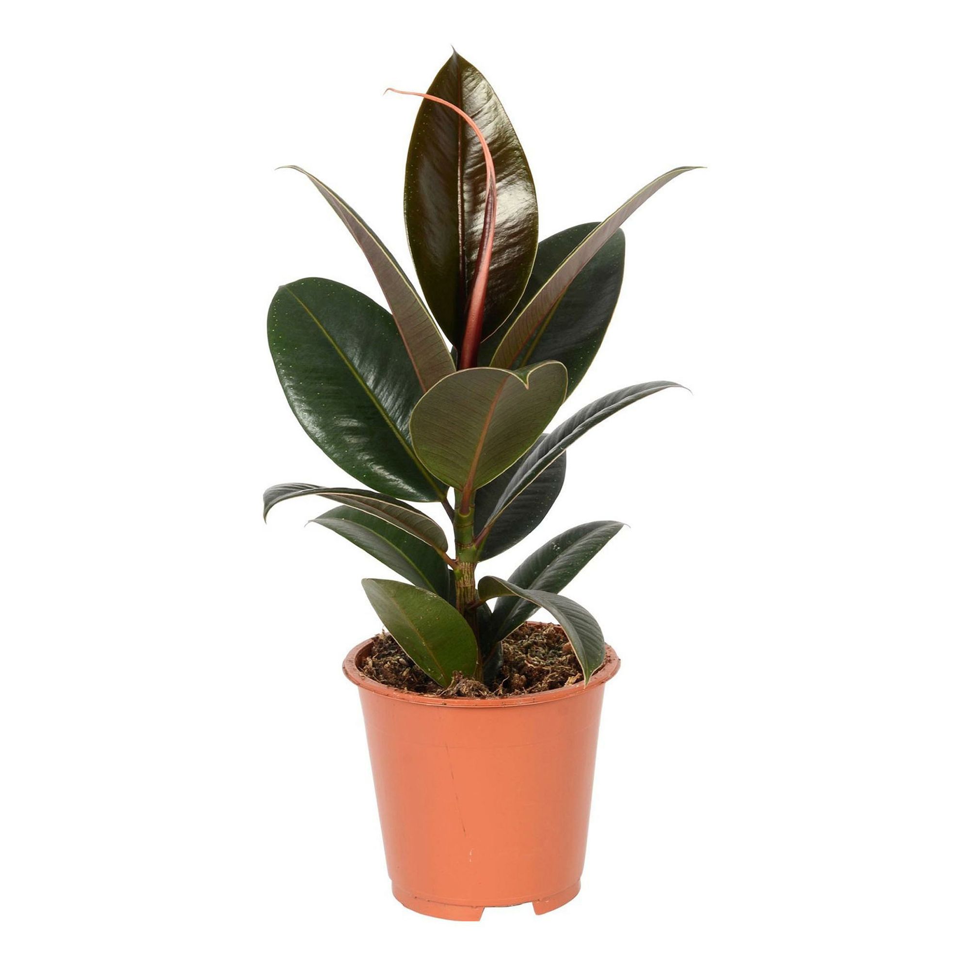 

Фикус Elast Robusta h55 см d17 см