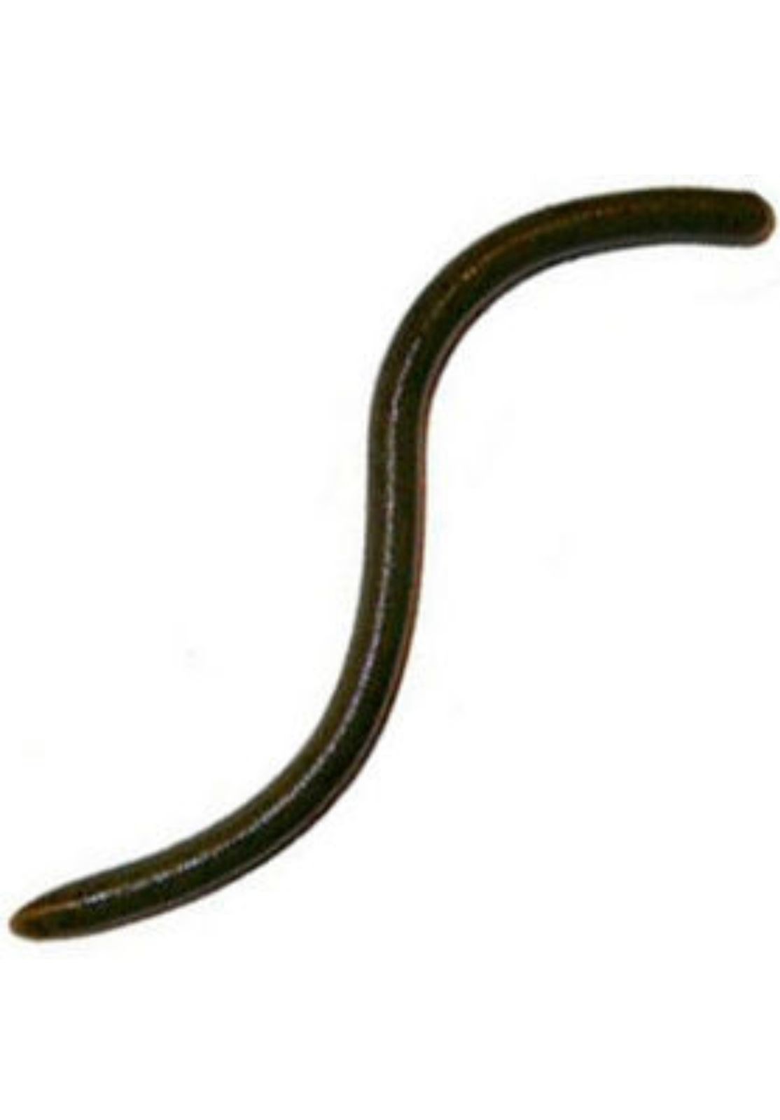 

Мягкая приманка Reins Floating Swamp Jr 4,8" 109, Floating Swamp Jr 4,8" 109