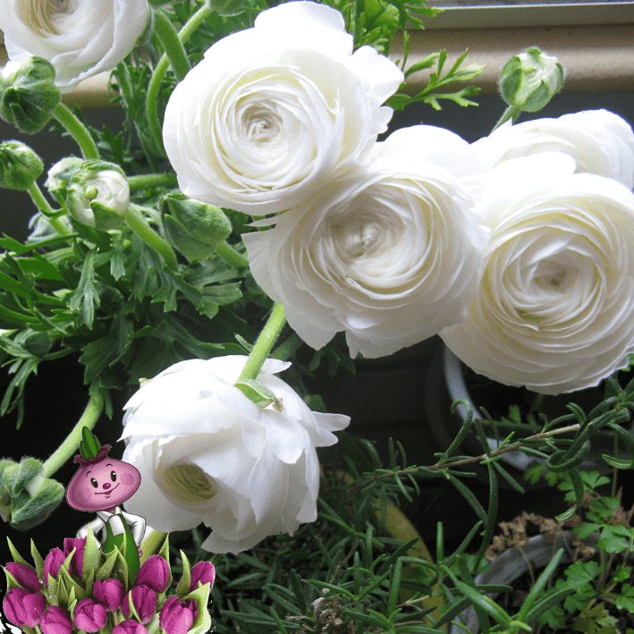 Луковицы ранункулюс White Chipollino-flowers 10 шт.