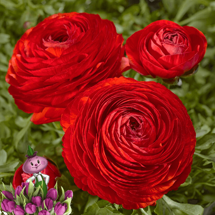 Луковицы ранункулюс Red Chipollino-flowers 10 шт.