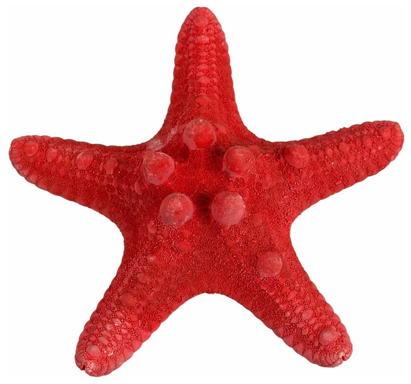 Набор натуральных морских звезд Пижон Аква, 1,5 - 2,5 см, 20 шт, красные - белые