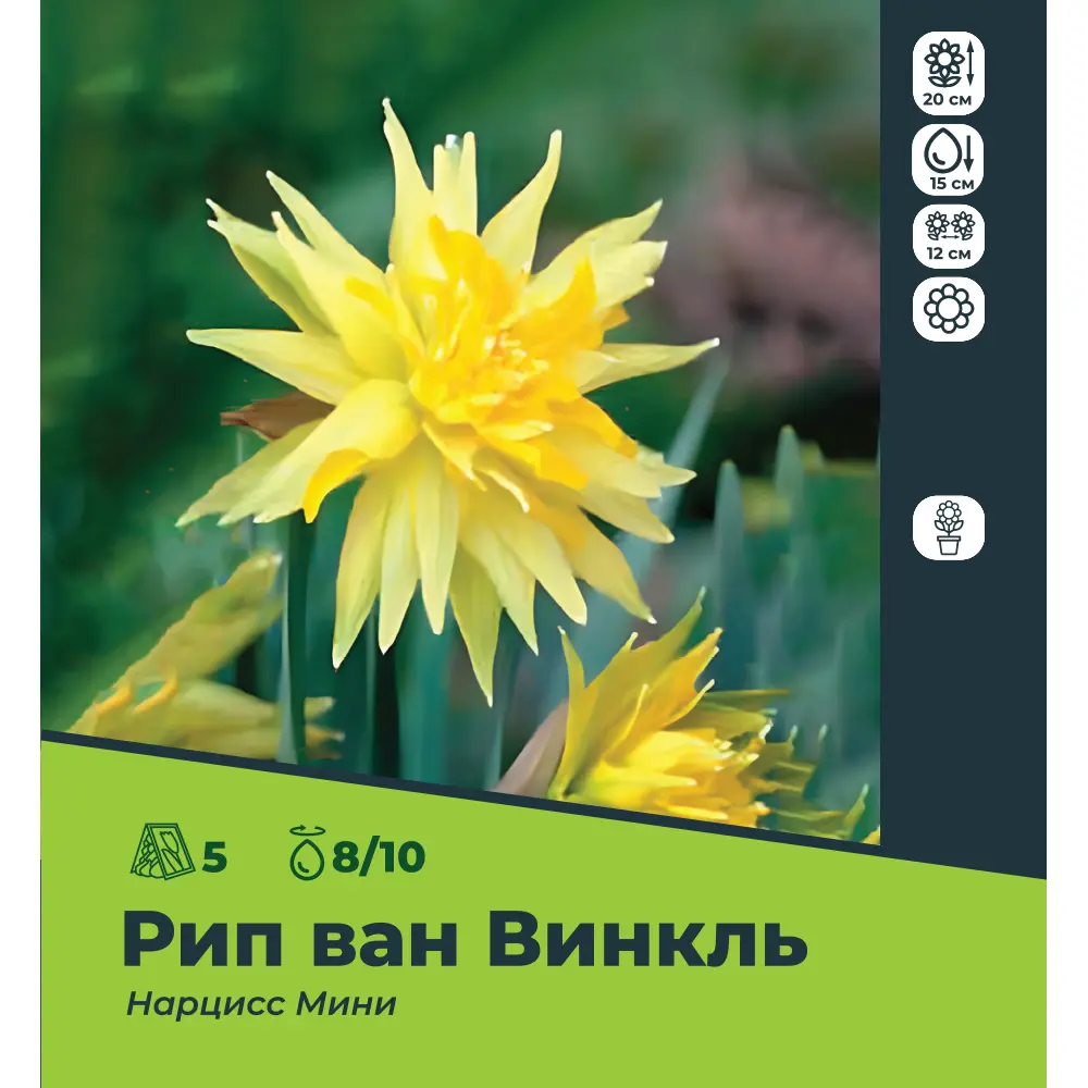 

Луковицы нарцисс Рип Ван Винкль Мини SSS-89049669 5 шт.