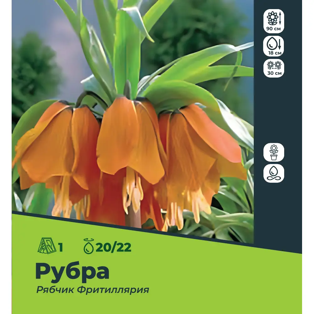 

Луковицы рябчик Фритиллярия Рубра SSS-89049631 1 шт.
