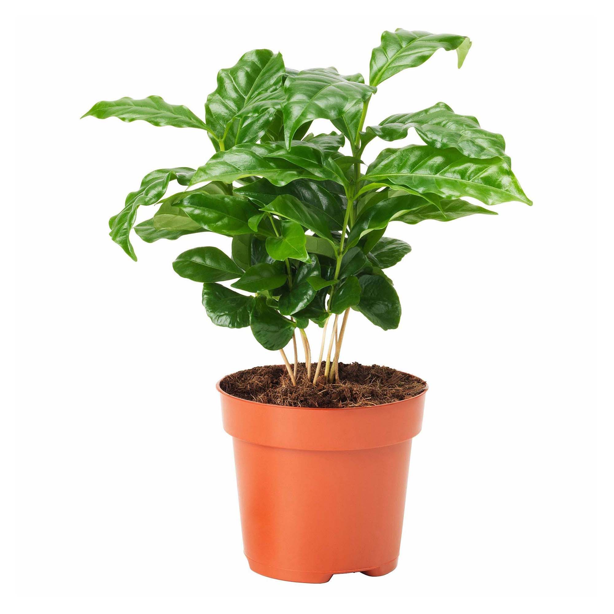 Кофе Арабика h25 см d12 см