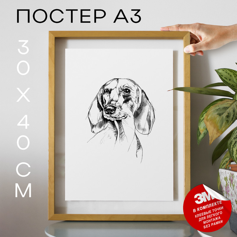 

Постер интерьерный, Собаки - Dachshund Dog А3 DSPpp02985 30х40, рамка А3, DSPpp02985