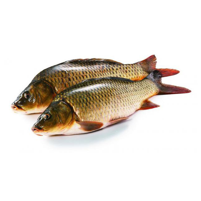 

Полуфабрикат Сазан непотрошеный с головой из замороженного сырья