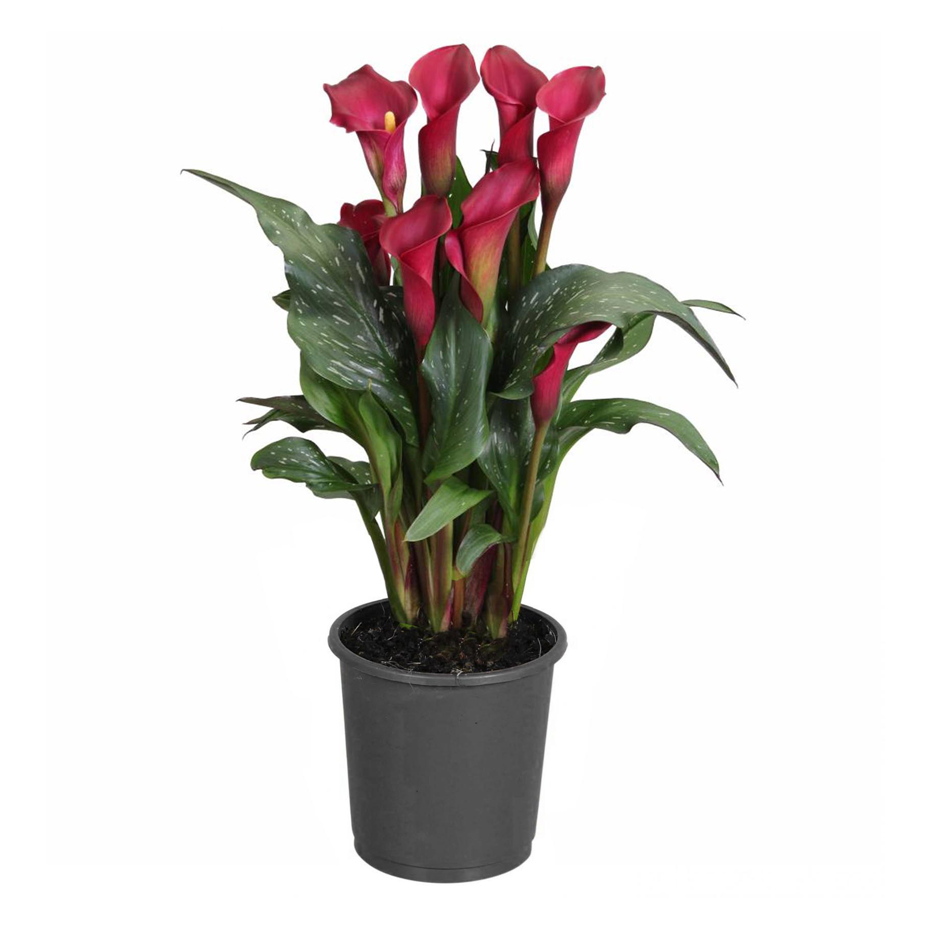 Калла Zantedeschia royal valentine h40 см d12 см