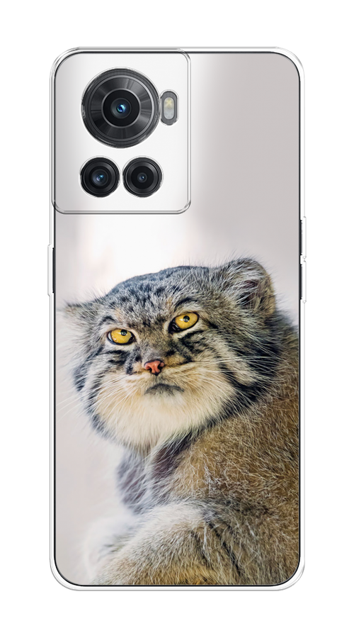

Чехол на OnePlus 10R/Ace "Кот манул 1", Серый;белый;желтый, 153050-1
