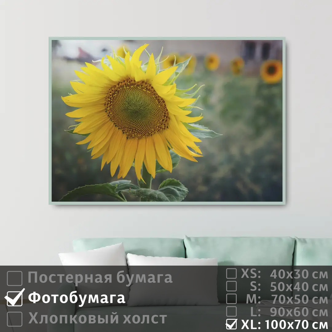 

Постер на фотобумаге ПолиЦентр Подсолнух 100х70 см, Подсолнух1
