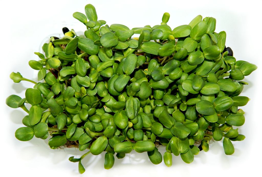 

Микрозелень Подсолнечника Greencompany 50 г