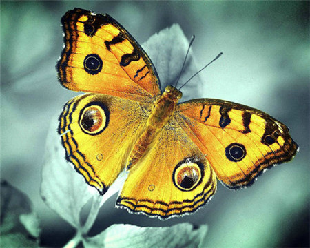 фото Алмазная мозаика стразами ripoma бабочк 00114124 30х30 см
