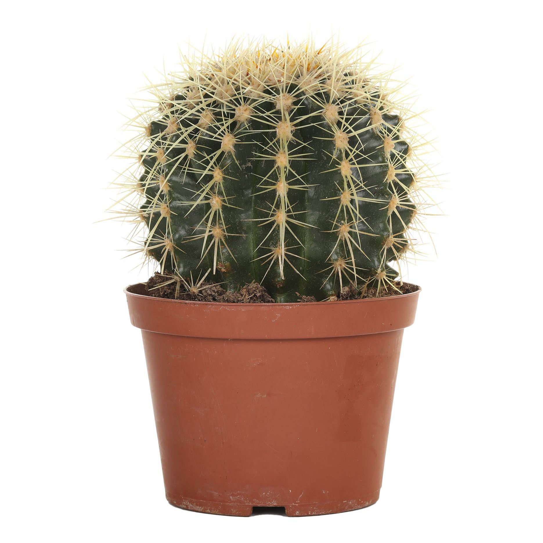 

Эхинокактус Orangery Echinocactus Grusonii h20 см d14 см